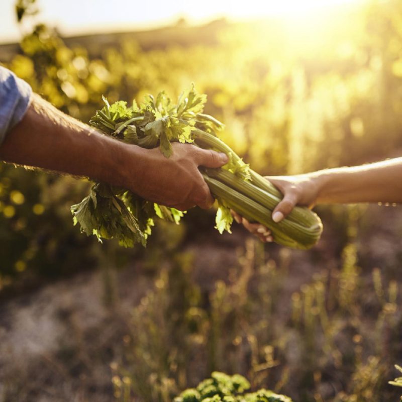 agricultura-sostenible