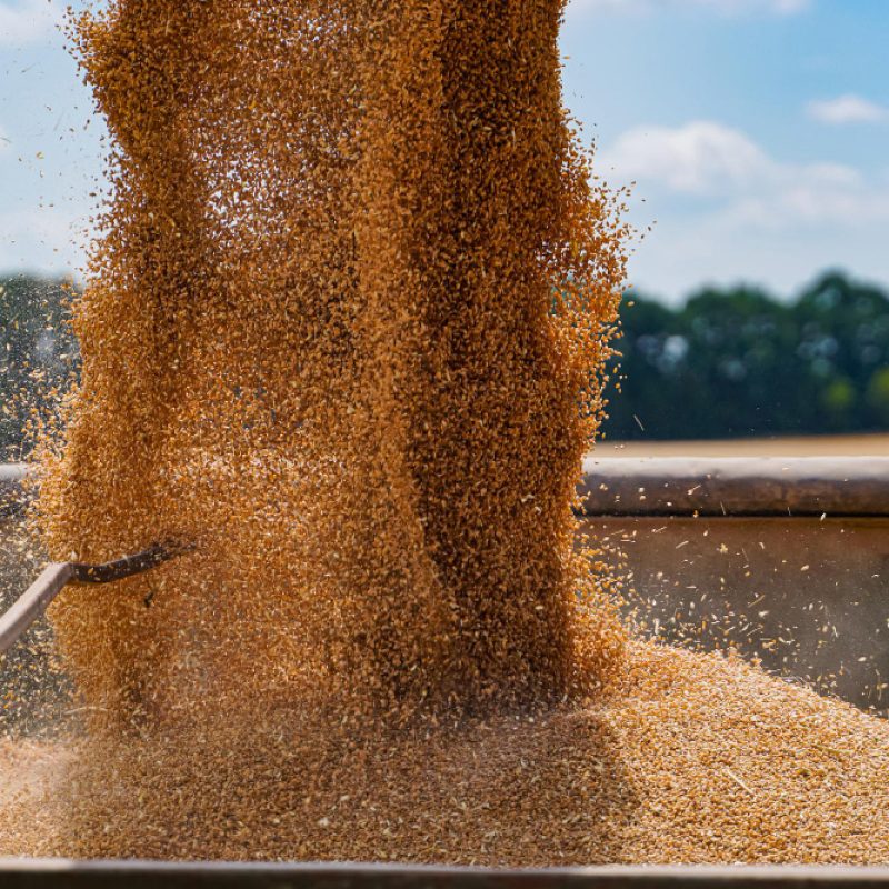 semillas agricolas certificadas